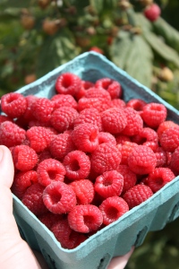 Raspberries at Dgoulas Orchards