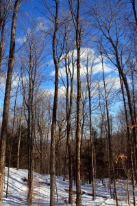 Winter in Vermont - Snowy Trees